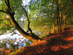 Der Uferweg am Stechlinsee