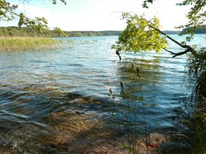 Ufer-Ansicht mit Baum am Stechlinsee