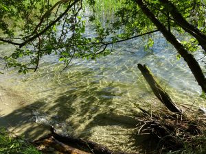Das klare Wasser des Stechlinsee