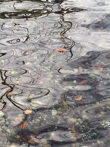 Bäume spiegeln sich im Seewasser