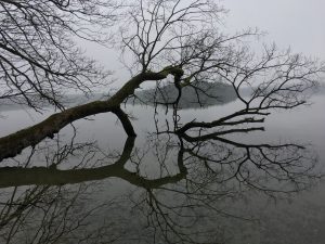 Baum im Wasser des Stechlinsees