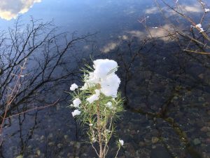 Schnee auf einem Ast am Stechlinsee