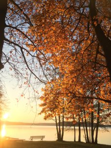 Herbstsonne und Laub am Stechlinsee