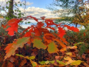 bunter Herbstwald