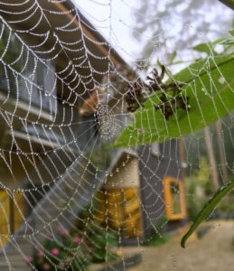 im Netz