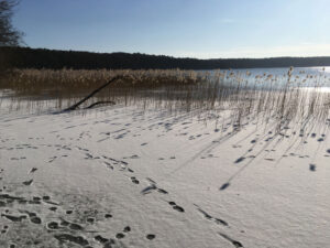 Stechlinsee im Winter