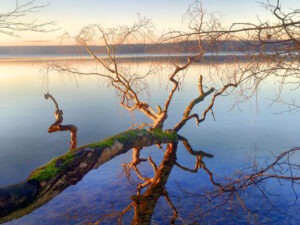 bunter Baum im See